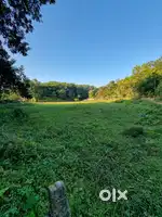 Urgently sale belt land in sonapur