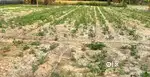 ZAMEEN BHEJ NA HA LALGANJ. Kharauna mein