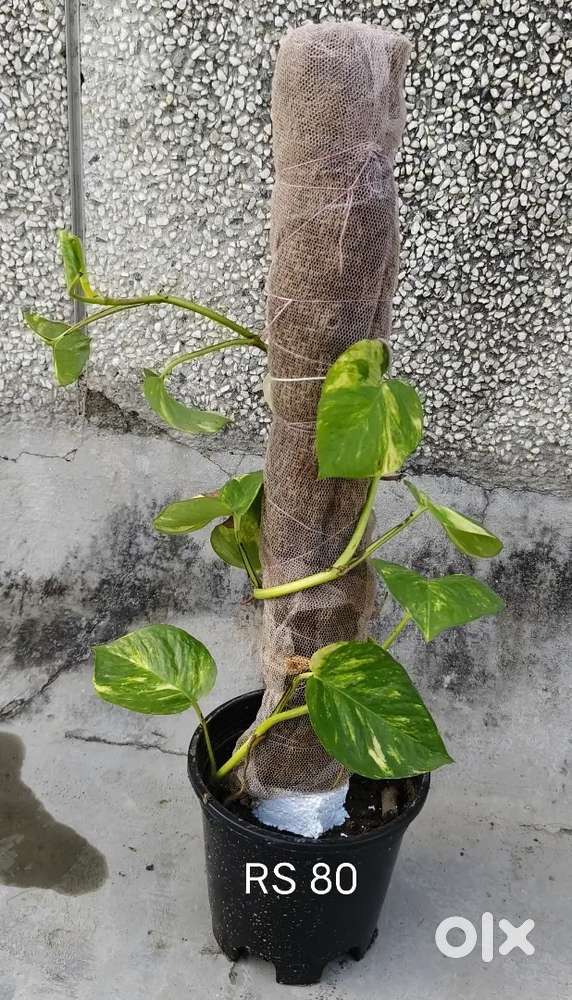 Plants & decorative item( Rim) Selling