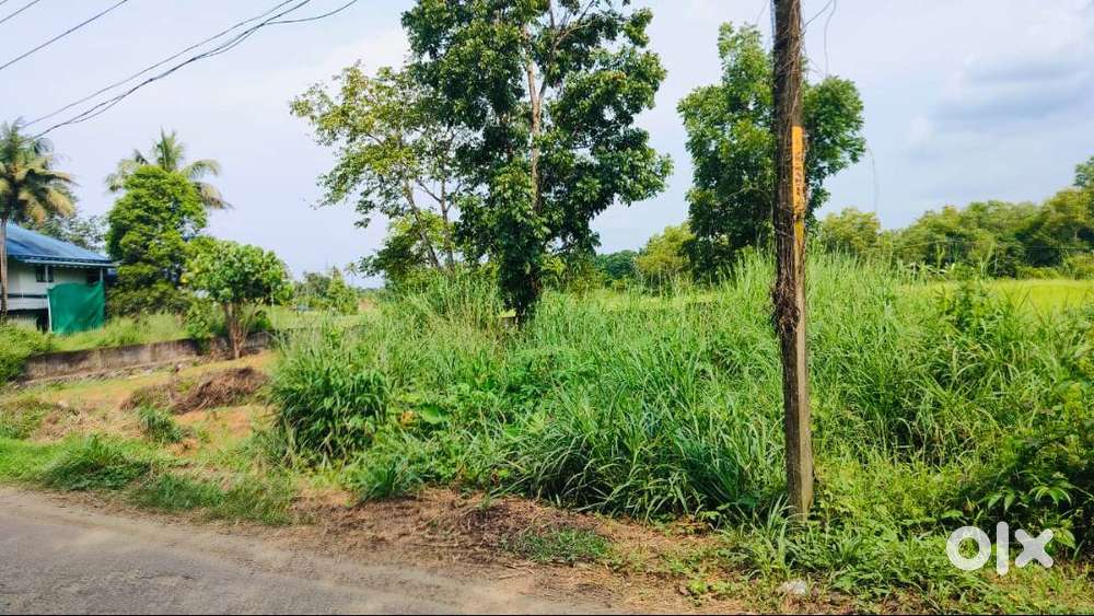 9 Cents of Land in Nedumbassery