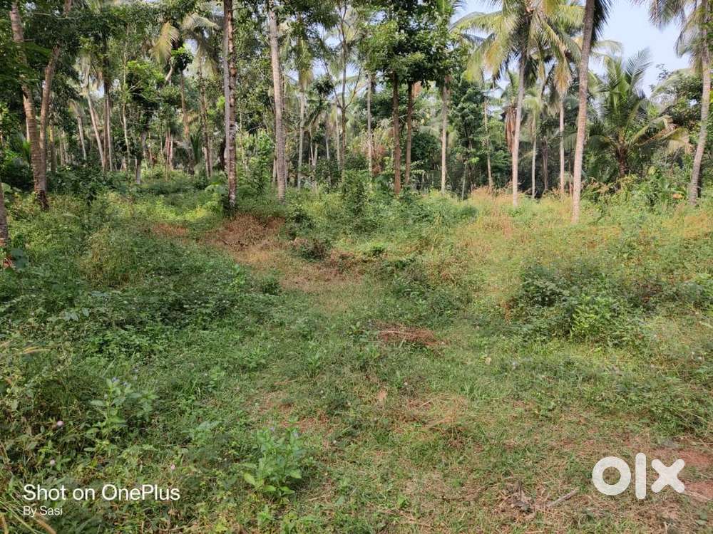 1.50 Acre Residencial Land For Sale At Chala,Kannur (NZ)