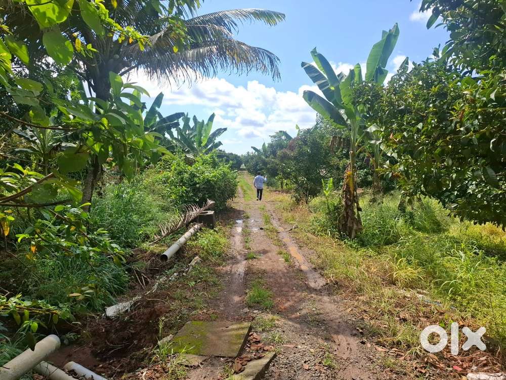 10 Acre land for sale near Angamaly Mookkannoor NH 3 km