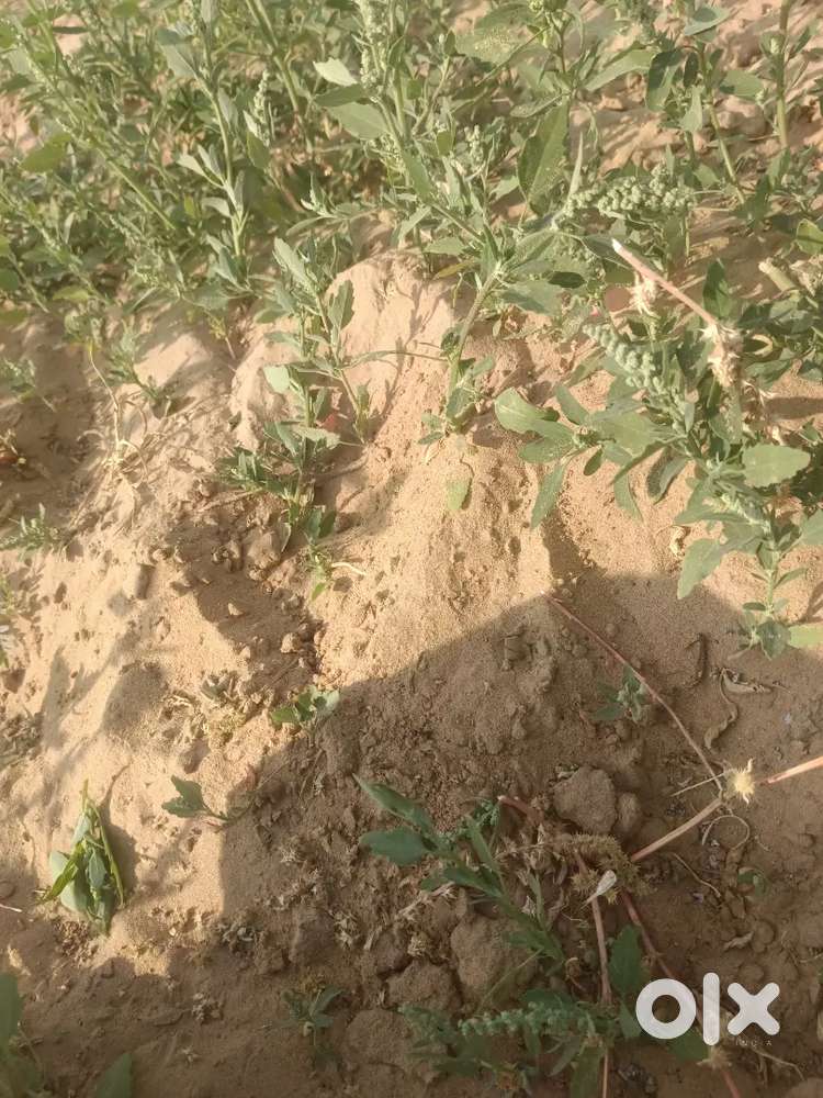 65 gaj ka plot hai siwani m bus stand k samne auto market main