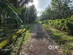 24 CENT HOUSE PLOT FOR SALE IN KARUKUTTY NEAR CHOLA FARM RESORT