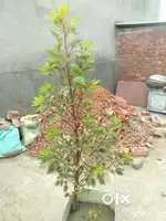 ਬਹੁਤ ਸੋਹਣਾ ਬੂਟਾ ਜੀ