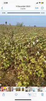 Agricultural land bheemi
