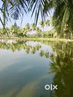 Serepalem fish pond half acre for sale