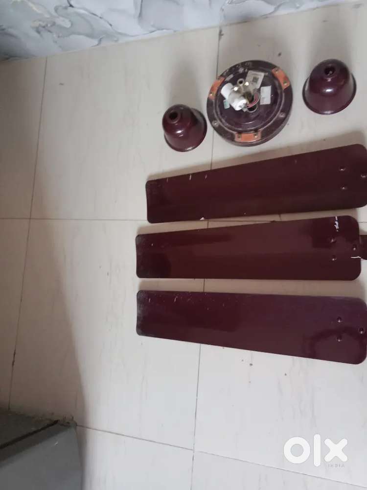 Celling fan . for shop and home.available.