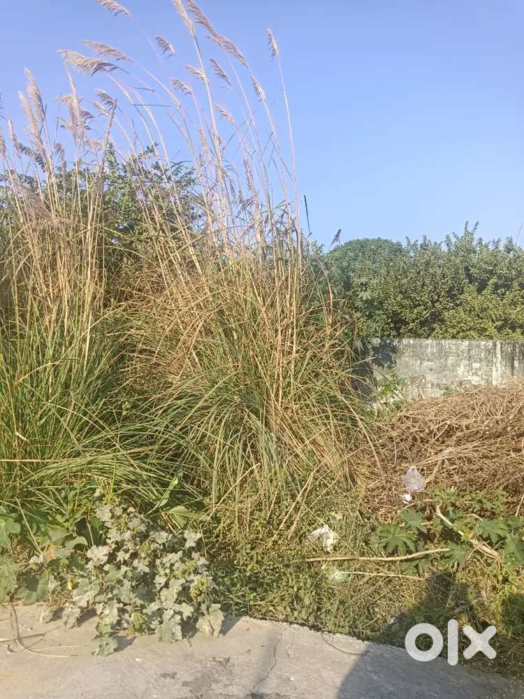 Sale 1000 square feet plot in muslim locality