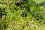 5cent land for sale near Peroorkada