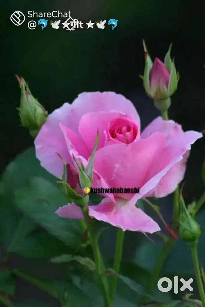 Sale Plot in Sanjay colony Behat meThana behat se 3 minute ki duri par