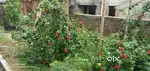 700 sq ft empty land in residential area for sale