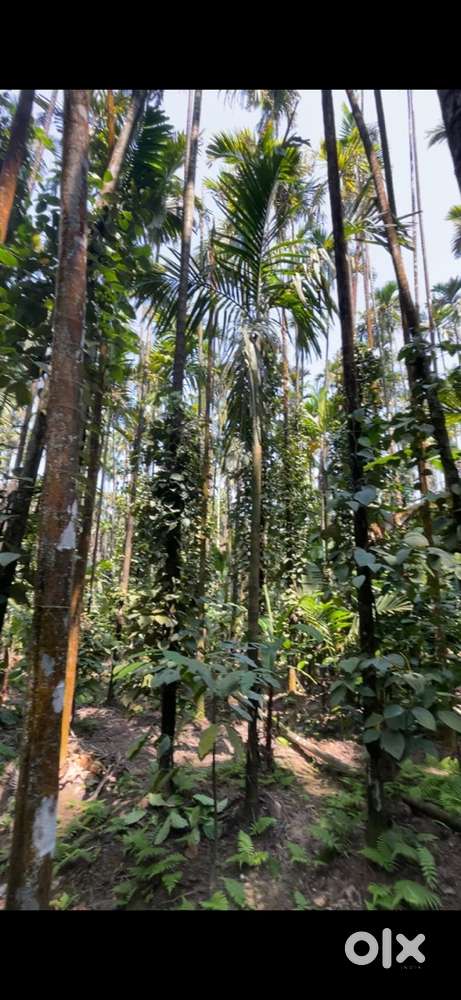 11 acres of fully fertile agriculture land.