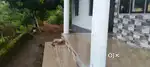 3 bhk house for sale near thodupuzha