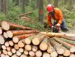 മരം വെട്ട്  wood cutting service