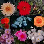 Looking for a way to transform your home or office into a green oasis