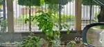 151 SQUARE YARD PLOT IN GATED WELL DEVELOPED society
