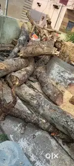 Ped ki lakdiya mote lakde 1400 me