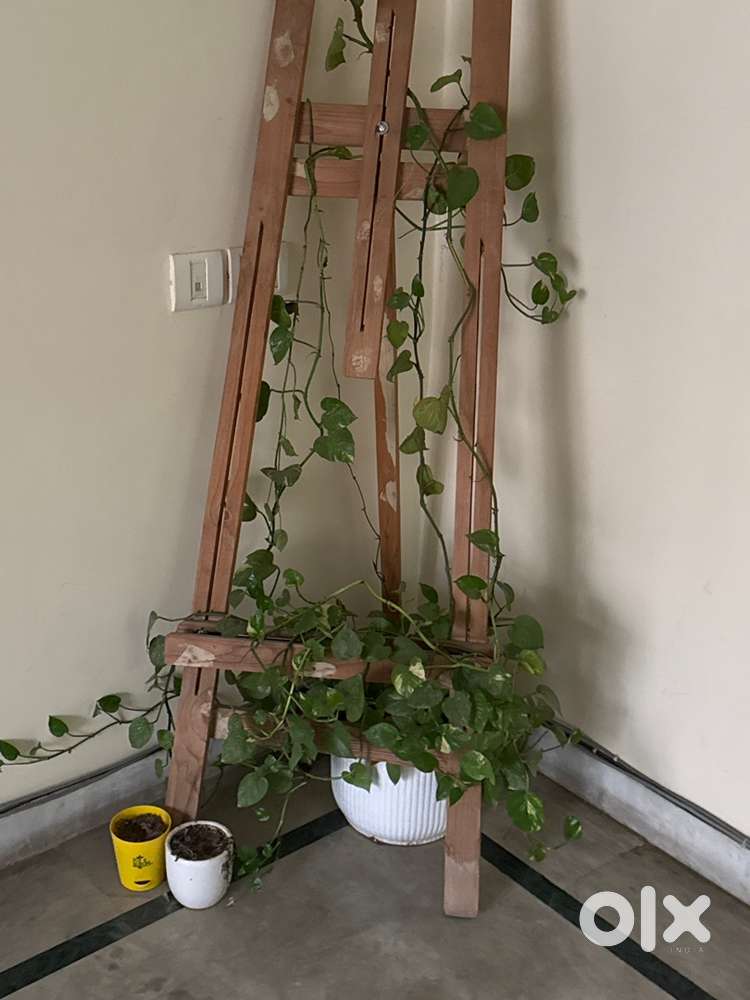 Beautiful plants, healthy indoor and outdoor plants