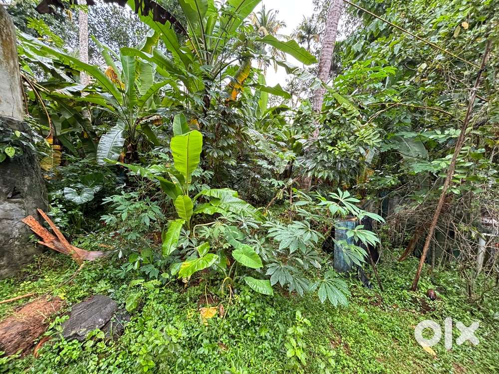 5.5 Cent square plot for sale in piravom