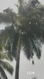75 cent coconut farm sales
