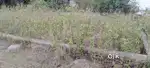 5 Decimal General Plot at Katin very nearer to Fertilizer