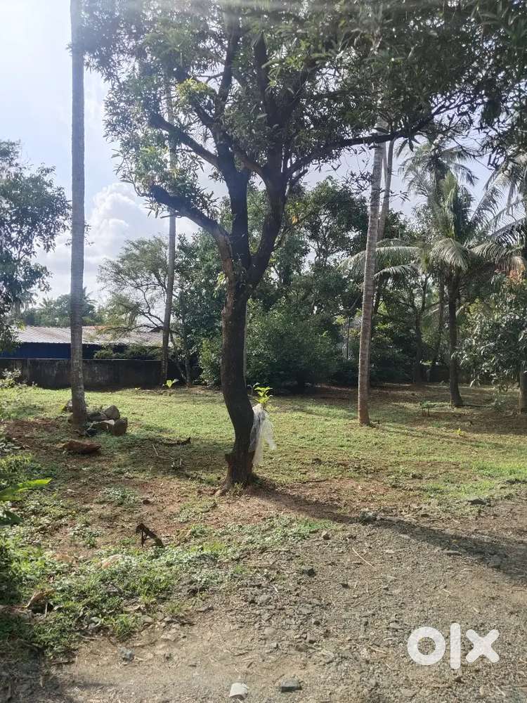Thrissur Avenue road near 8 cent plot for sale per cent 12 lakh