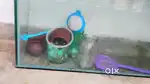 Fish watertank