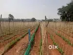 Land for Sale near Chikmagaluru City!  - 1.10 acre land (approx. 44 g