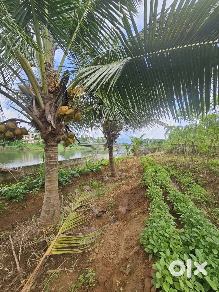 25-cent river-facing plot in Chalakudy