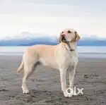 Pet Groomer