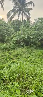 We like to sell 1 Acre land which include coconut tree, teak, & 2 well