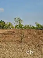 10 years old sandlewood  plants will maintand and only serias buyer