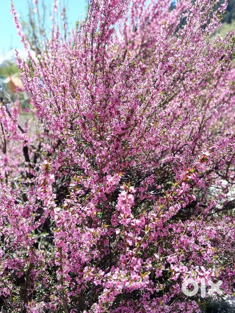 Local lassi,milk,ghee,butter