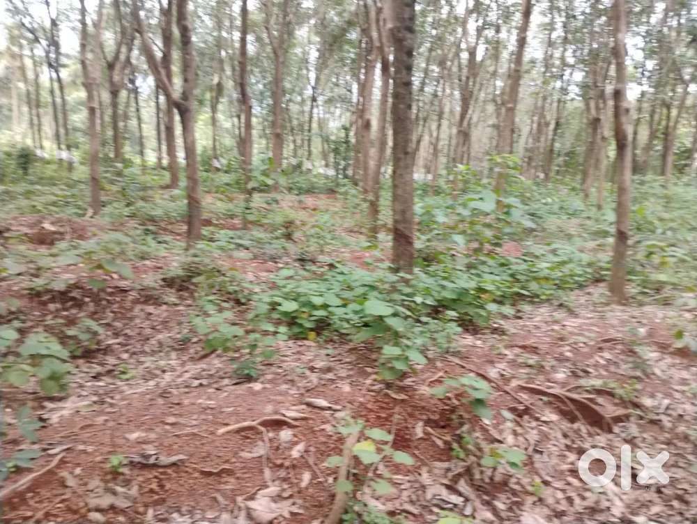 30 cent Land kozhikkode Palakkad highway