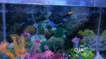 Fish Aquarium Set  2x1ft  5k