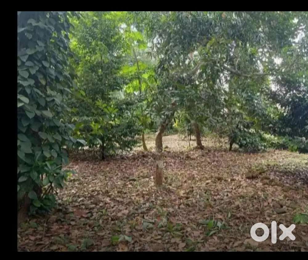 85 cents near Kakkanad. Can be given also as plots of 15, 20 cents