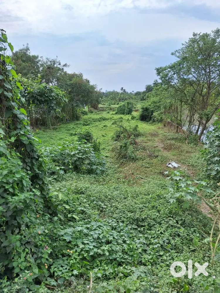 1 BIGHA PLOT NEAR RUBY