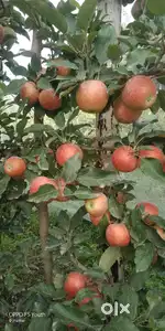 fruite market