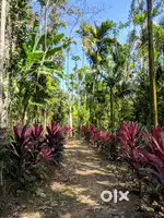 3 Acre organic certified farm house for sale @80L per acre