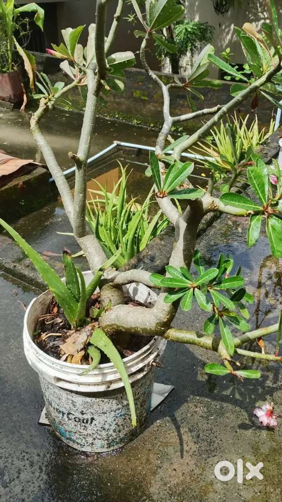 Adenium plant