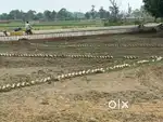 Plot for sale near Ayodhya faizabad road lucknow