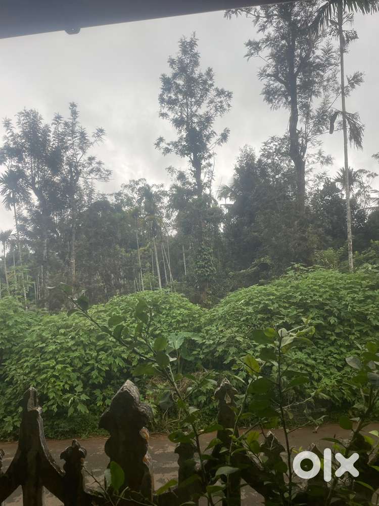 Urgently wanted caretaker cum cook for homestay