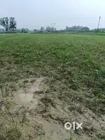 3 beegha khet