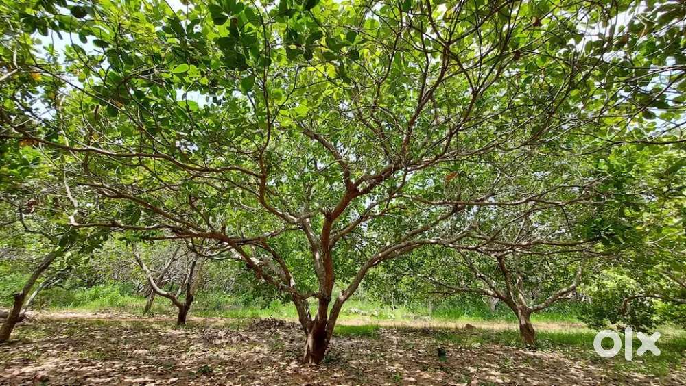 90  Cents land for sale