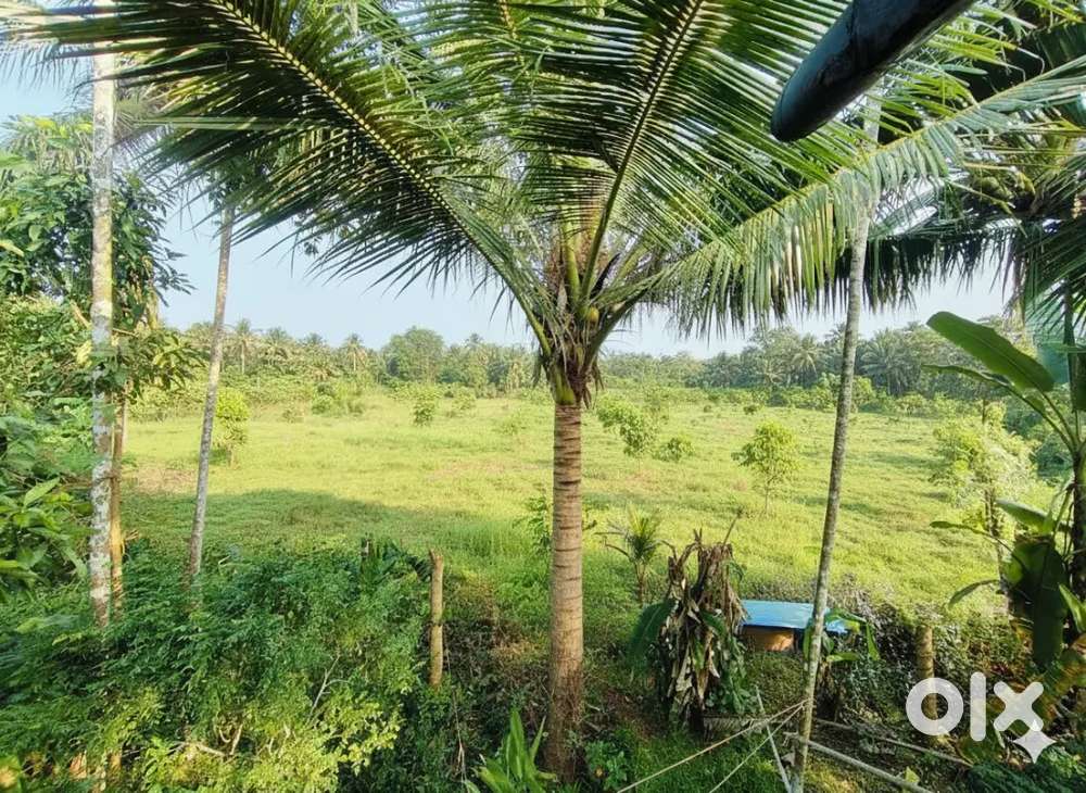 15 to 20 cent for Sale