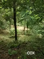 10acre resort land at panchalimedu kuttikanam idukki