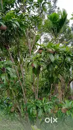 Farm land (Rs per460sqft) negotiable