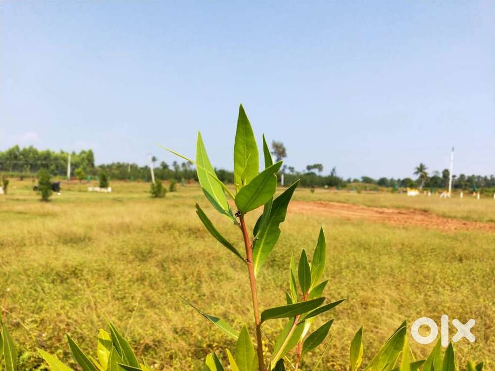 267 sq yrds House Site in Atchutapuram