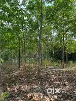Land for sale at Thodupuzha